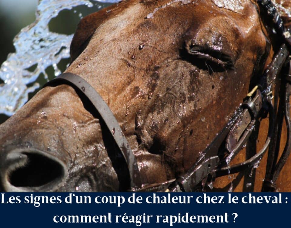 Cheval souffrant de la chaleur en été avec signes de coup de chaleur, prévention et hydratation du cheval