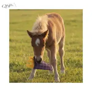 jouet-durable-cheval-cornet-de-frites-qhp