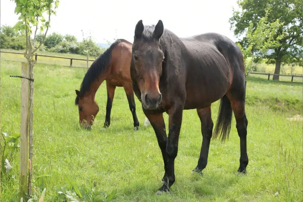 cheval-heureux-pre-ete-protection.webp cheval heureux au pré été protection insectes
