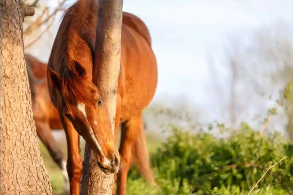 cheval-qui-se-gratte-dermite-estivale.webp