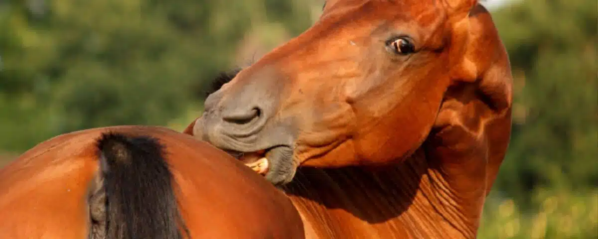 Cheval avec démangeaisons à la crinière causées par une dermite estivale