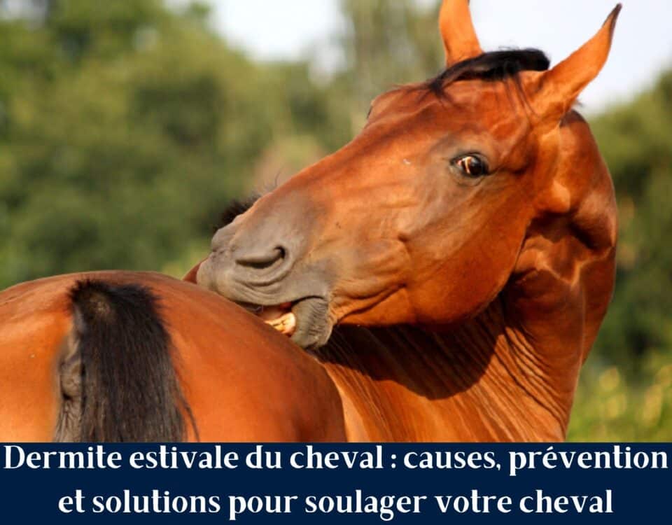 Cheval avec démangeaisons à la crinière causées par une dermite estivale