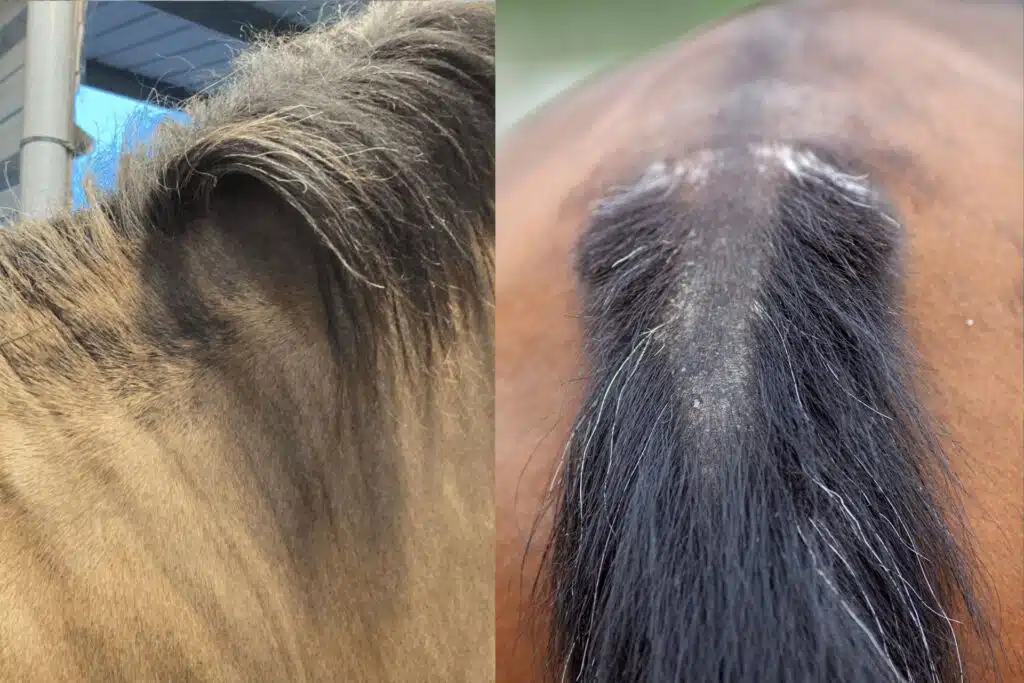 perte-crins-cheval-dermite.webp Perte de crins cheval liée à une dermite estivale