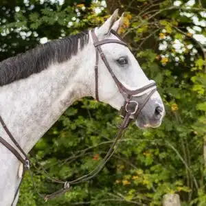 Bridon Ontario QHP porté sur un cheval Bridon Ontario QHP porté sur la tête d'un cheval