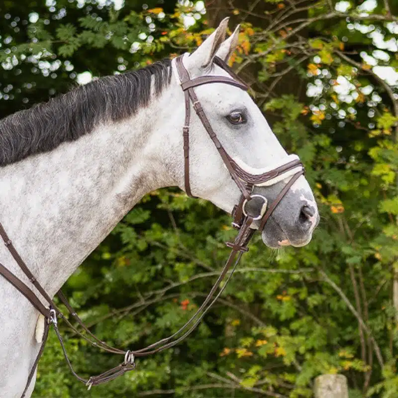 Bridon Ontario QHP porté sur la tête d'un cheval