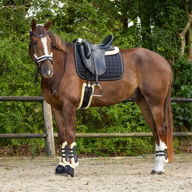 Cheval sellé avec équipement complet Ontario QHP
