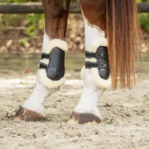 Protège-boulets Ontario QHP noirs portés sur un cheval Protège-boulets Ontario QHP noirs positionnés sur les postérieurs du cheval