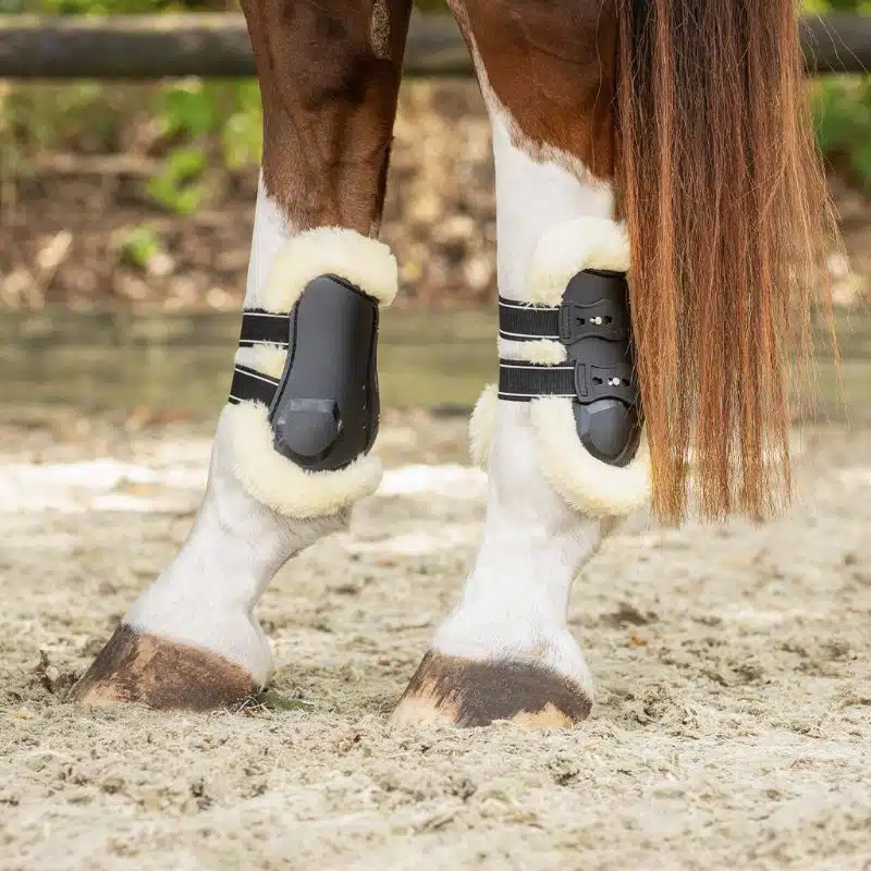 Protège-boulets Ontario QHP noirs positionnés sur les postérieurs du cheval