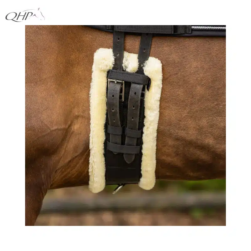 Sangle courte de dressage Ontario QHP montée sur un cheval