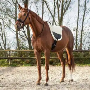 Tapis de monte à cru Ontario QHP sur un cheval Tapis de monte à cru Ontario QHP écru sur cheval