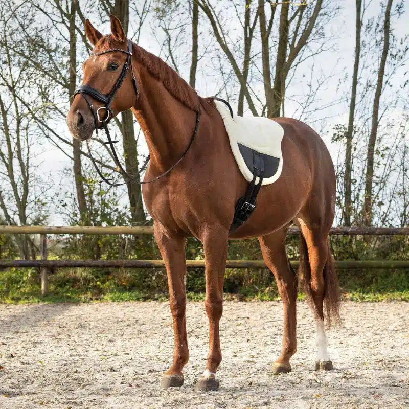 Tapis de monte à cru Ontario QHP écru sur cheval