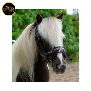 HB Showtime Leopard 354A – Bridon anatomique shetland Bridon anatomique HB Showtime Leopard shetland
