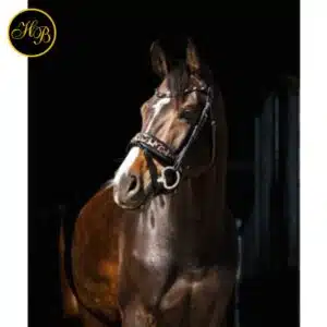 Bridon HB Showtime Leopard 354A porté par un cheval Bridon anatomique HB Showtime Leopard 354A porté sur un cheval