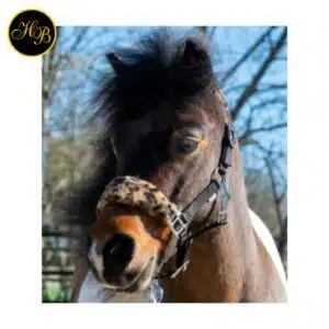 Licol HB Halsters Funny Léopard porté par un poney Licol HB Halsters Funny Léopard porté sur un poney