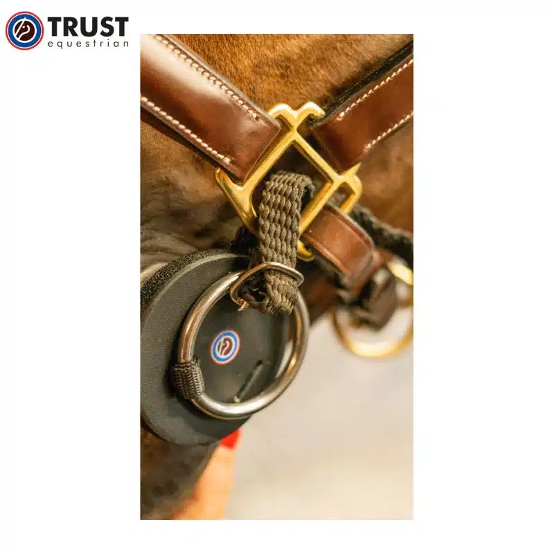 TRUST Sponge Bit dans la bouche d'un cheval à bouche sensible