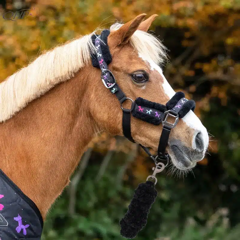 Set licol et longe Isalyn QHP noir licorne porté par un poney Set licol et longe Isalyn QHP noir licorne porté par un poney